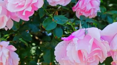 Gül bahçesinde çiçek açan