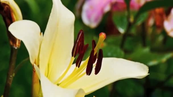 Flower yellow lilies — Stock Video