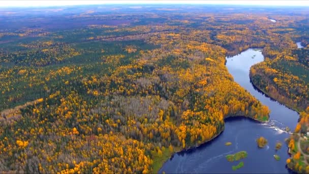 Осенний лес и река с высоты. Вид с воздуха — стоковое видео