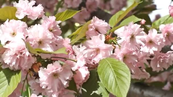 Los brotes de flores de cerezo rosa de cerca — Vídeos de Stock