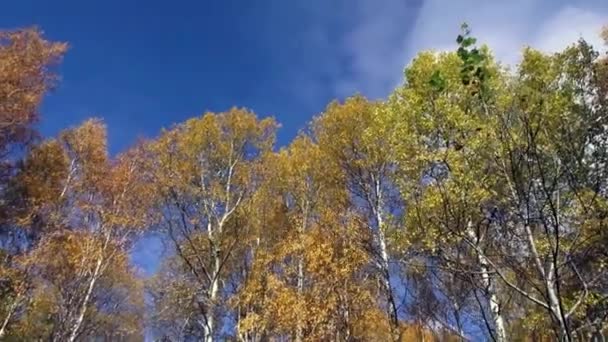 Bosque caducifolio a finales de otoño . — Vídeos de Stock