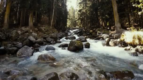 Corriente de agua que fluye a través del bosque verde — Vídeo de stock