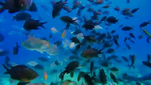 School of fish swims in the sea. — Stock Video