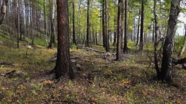 Yaprak döken orman büyük ağaçları ile şık çekim