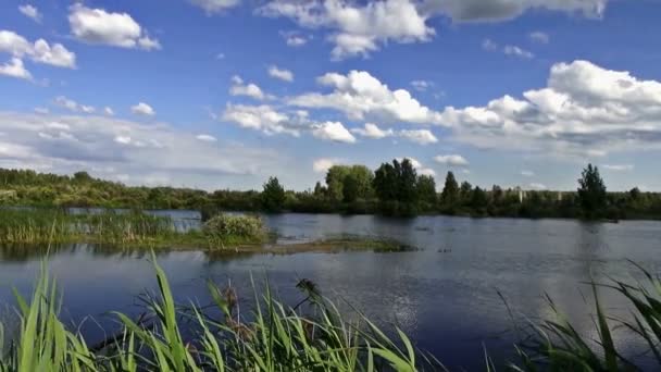 La orilla del río en un soleado día de verano — Vídeo de stock