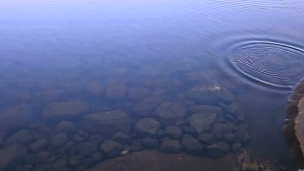Тварина плаває в озері — стокове відео