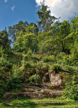 Bir kayanın üzerinde ve kanyonlar büyüyen ağaçlar