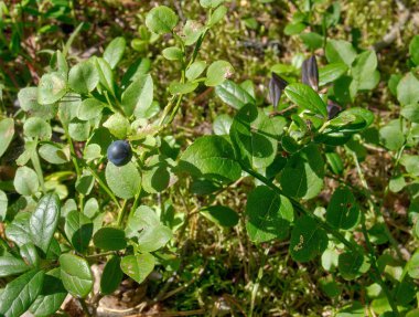 Parlak güneş ışığı ile sular altında orman yaban mersini