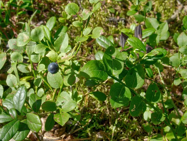 Parlak güneş ışığı ile sular altında orman yaban mersini