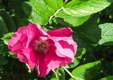 kırmızı gül çiçek yakın çekim