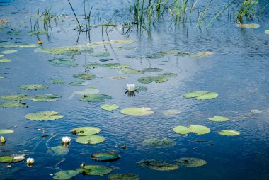 Çiçek açan beyaz nilüferler