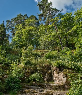 Bir kayanın üzerinde ve kanyonlar büyüyen ağaçlar