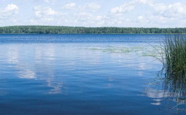 Kıyı reed ve parlayan göl su doğa arka plan