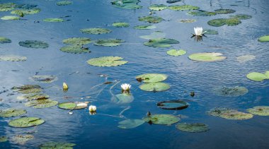 Orman Gölü çiçek açması ile beyaz nilüferler