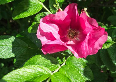 kırmızı gül çiçek yakın çekim