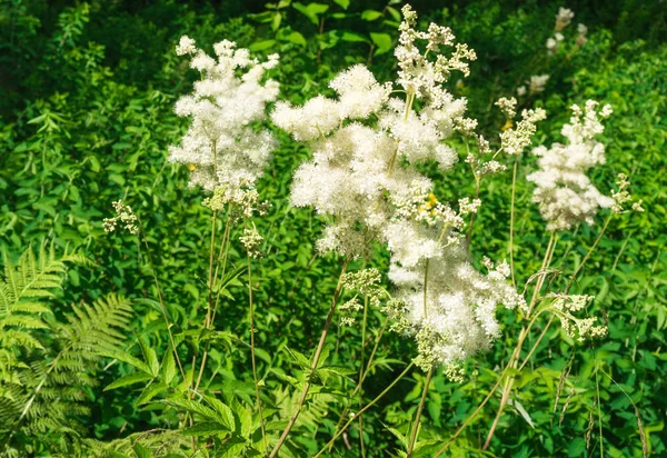 배경 녹색 잎에 filipendula ulmaria — 스톡 사진