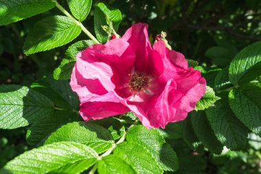 yeşil yaprakları çerçevede bir kırmızı bir köpek gül çiçek