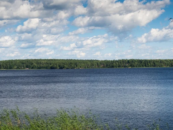 Une Petite Parcelle Roseaux Dans Eau — Photo