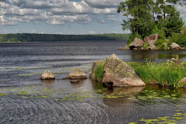 Kıyı reed ve parlayan göl su doğa arka plan