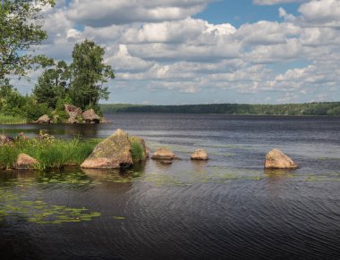 Kıyı reed ve parlayan göl su doğa arka plan