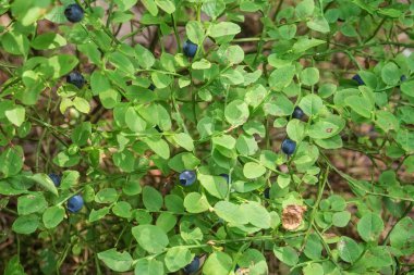 güneşli bir günde olgun orman yaban mersini çalı
