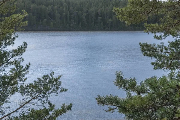 Природа Русского Севера. Вид на лесное озеро — стоковое фото
