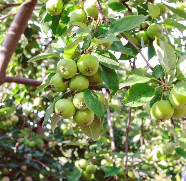 The crop of apples on the branches of Apple tree