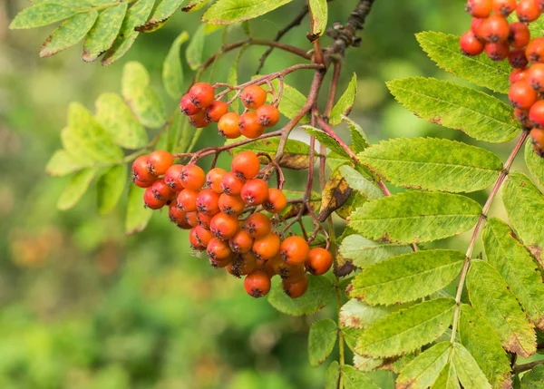 Manojos de ceniza roja de montaña en follaje verde — Foto de Stock