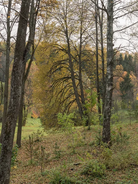 Старые деревья с опавшими листьями в лесу — стоковое фото