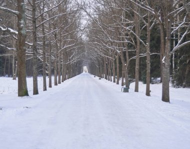 Yol boyunca büyüyen ağaçlarla parkta kış yürüyüşü