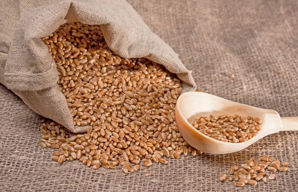 Wheat grain in a bag and a wooden spoon