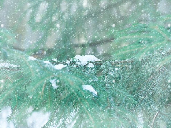 Spruce branches under the snow. Natural background.
