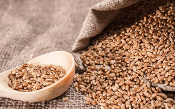 Buğday tahıl bir çanta ve bir tahta kaşık