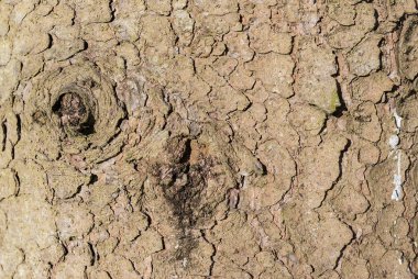 Ağaç kabuğu dokusu