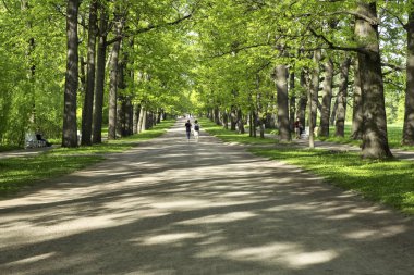 Ağaçların gölgesinde park yolu