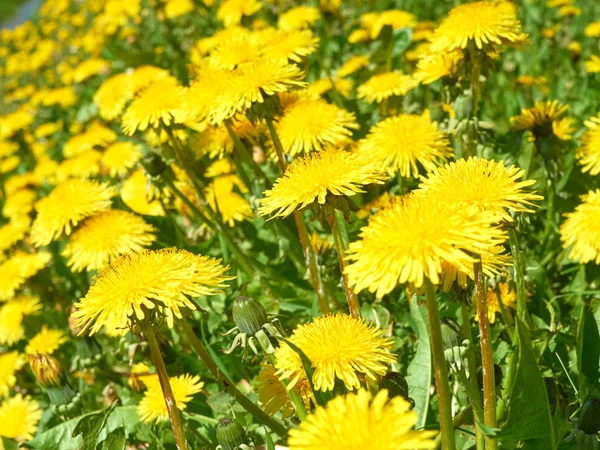Virágzó sárga pitypangok a pályán — Stock Fotó