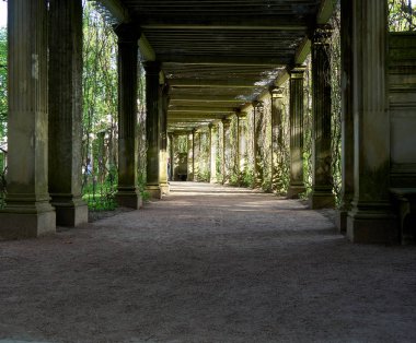 İtalyan usulü eski pergola-veranda Tsarskoye Selo, Puşkin, Rusya 'daki Catherine Park' ta yabani üzümlerle sarmalanmış.