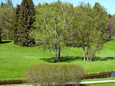 Nehirde yaz manzarası ve kıyılarda ağaçlar..