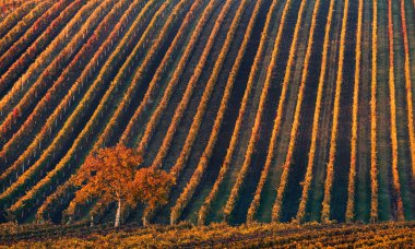 Çizgi ve şarap. Yalnız Sonbahar ağaç sonbahar üzüm bağları geometrik çizgiler arka planı. Çek Toskana fantastik sonbahar manzara.