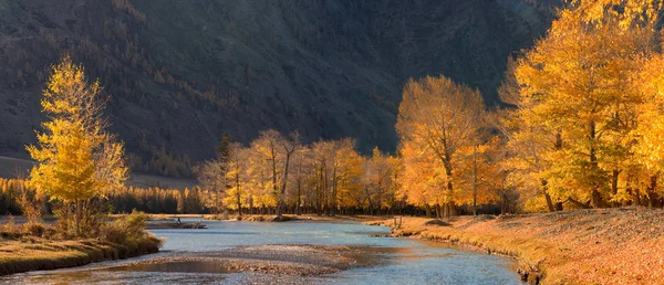 Herbst in den Bergen. Eine wunderschöne herbstliche Berglandschaft mit sonnenbeschienenen Pappeln und einem blauen Fluss. Herbstlandschaft mit Bäumen in Herbstfarben und Fluss. — Stockfoto