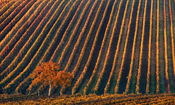 Çizgi ve şarap. Yalnız Sonbahar ağaç sonbahar üzüm bağları geometrik çizgiler arka planı. Çek Toskana fantastik sonbahar manzara.