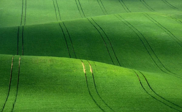 Grüne Textur Mit Weizen Sommerlandschaft Grünen Farben Grüner Mährischer Frühling — Stockfoto