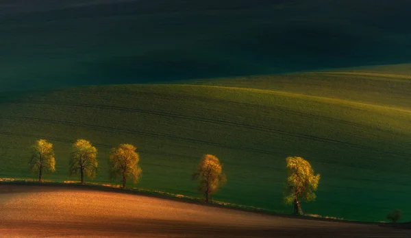 Alanları üzerinde gölgeler. Çek Cumhuriyeti'nde renkli gün batımında Moravyalı alanlarında beş yalnız ağaçlar. Güneşli kırsal Vadisi, Bahar yatay. Bahar, yatay, güneşli kırsal Vadisi ve beş chesnuts. Beş piligrims