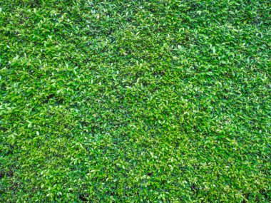 yaprak yeşil duvar arka plan