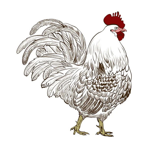 Immagine vettore decorativa di un gallo. Motivo marrone su sfondo bianco . — Vettoriale Stock