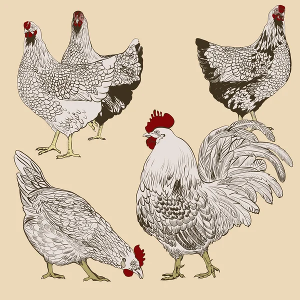 Decorative vector image of a rooster  and a hens. — Stock vektor