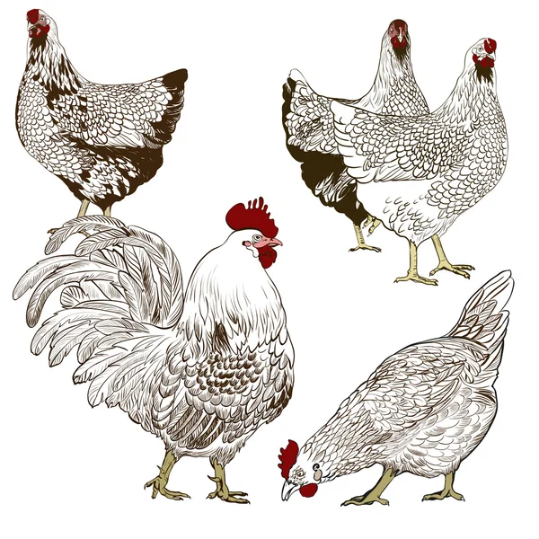 Dekoratives Vektorbild eines Hahns und einer Henne. Braunes Muster auf weißem Hintergrund. — Stockvektor