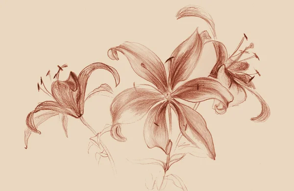 Цветы лилий. Фигура сангвиника . — стоковое фото