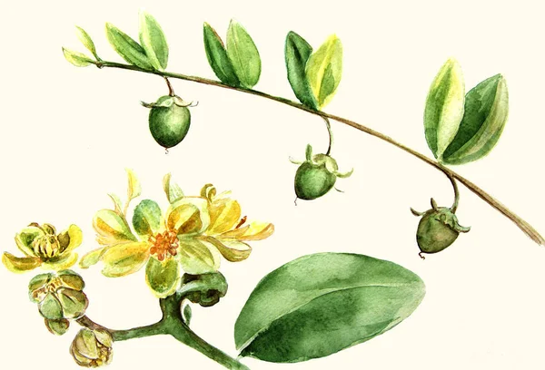 Jojoba - blommor och frukter. Grenarna. Akvarellmålning. Tapeter. — Stockfoto