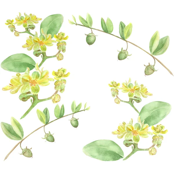 Jojoba - blommor och frukter. Grenarna. Sömlös bakgrund. Akvarellmålning. Tapeter. — Stockfoto